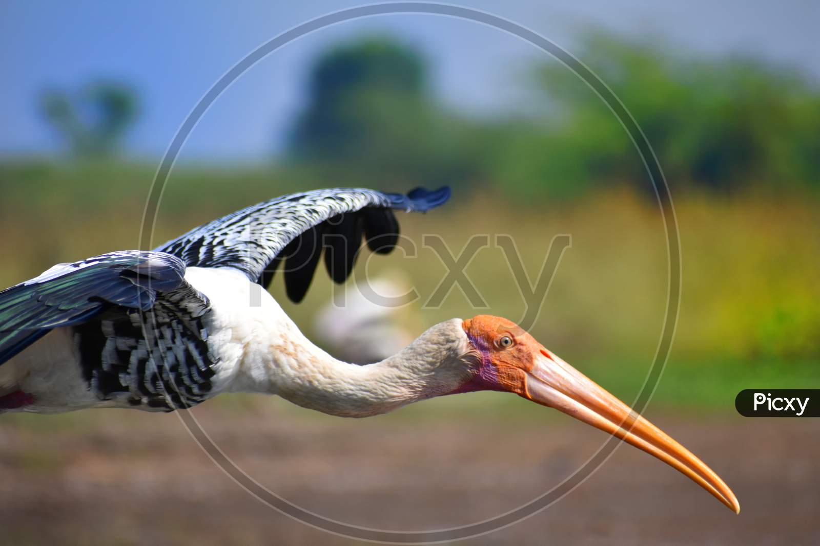 Painted stork close up of beak