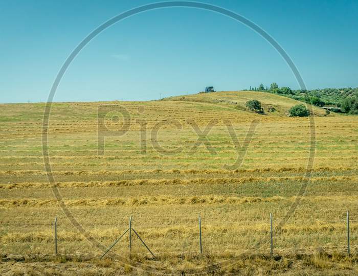 Grass Meadow On The Spanish Countryside Of Cordoba, Spain,Europe