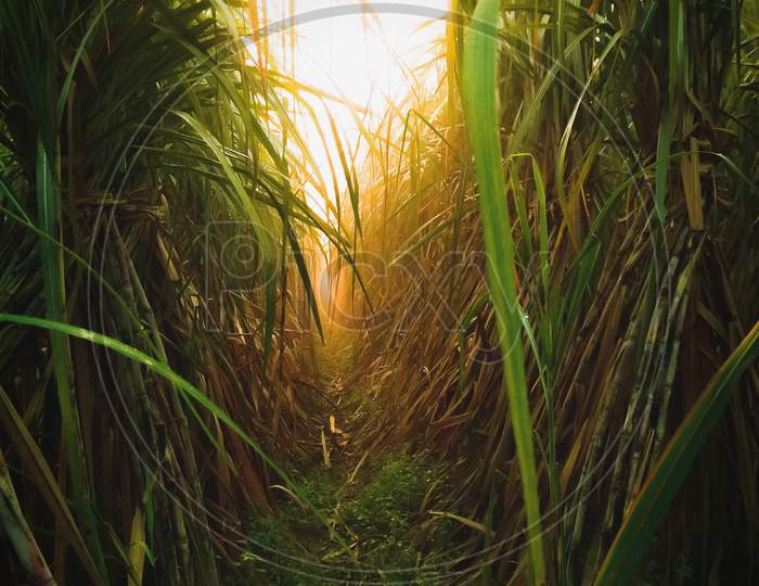 Sugarcane field in the morning