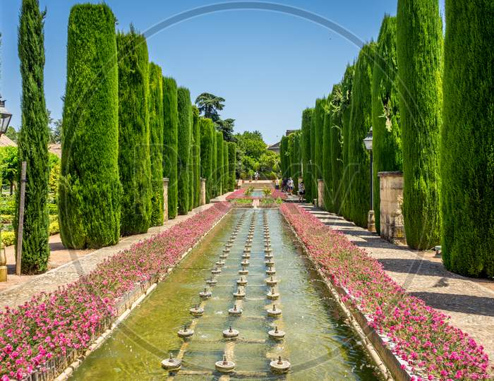 Tall Trees And Fountain In The Jardines, Royal Garden Of The Alcazar De Los Reyes Cristianos, Cordoba, Spain, Europe