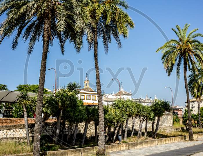 Seville, Spain- June 18, 2017:Tall Palm Trees Have Grown Beside The Guadalquivir River In Seville, Spain June 2017