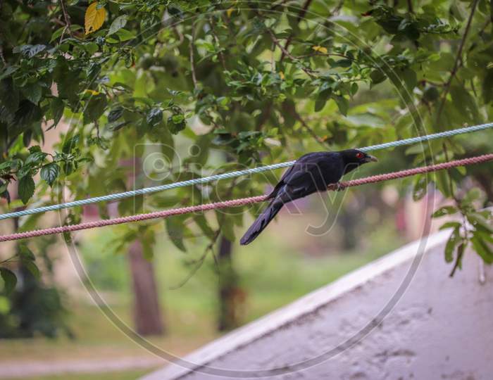 Asian Koel Bird sitting on a rope