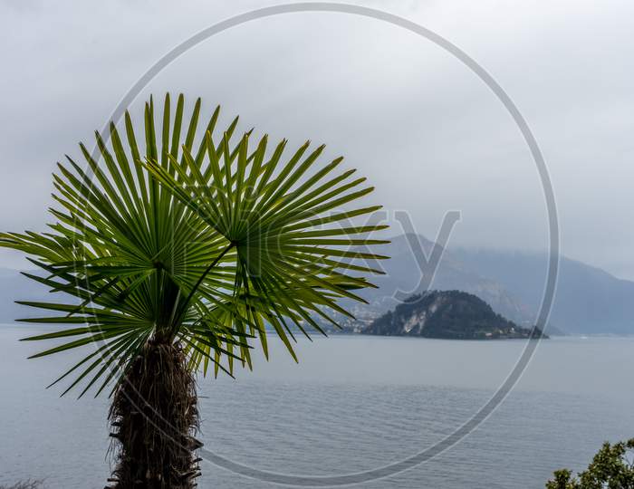 Italy, Varenna, Lake Como, A Palm Tree Sitting Next To A Body Of Water
