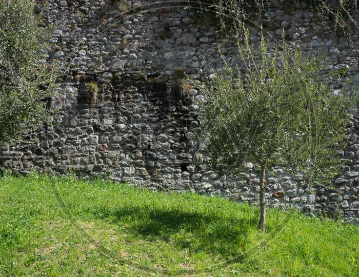 Italy, Menaggio, Lake Como, Small Tree On Grass