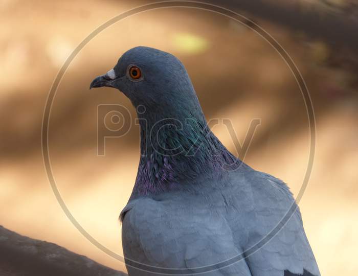 A pigeon on a tree