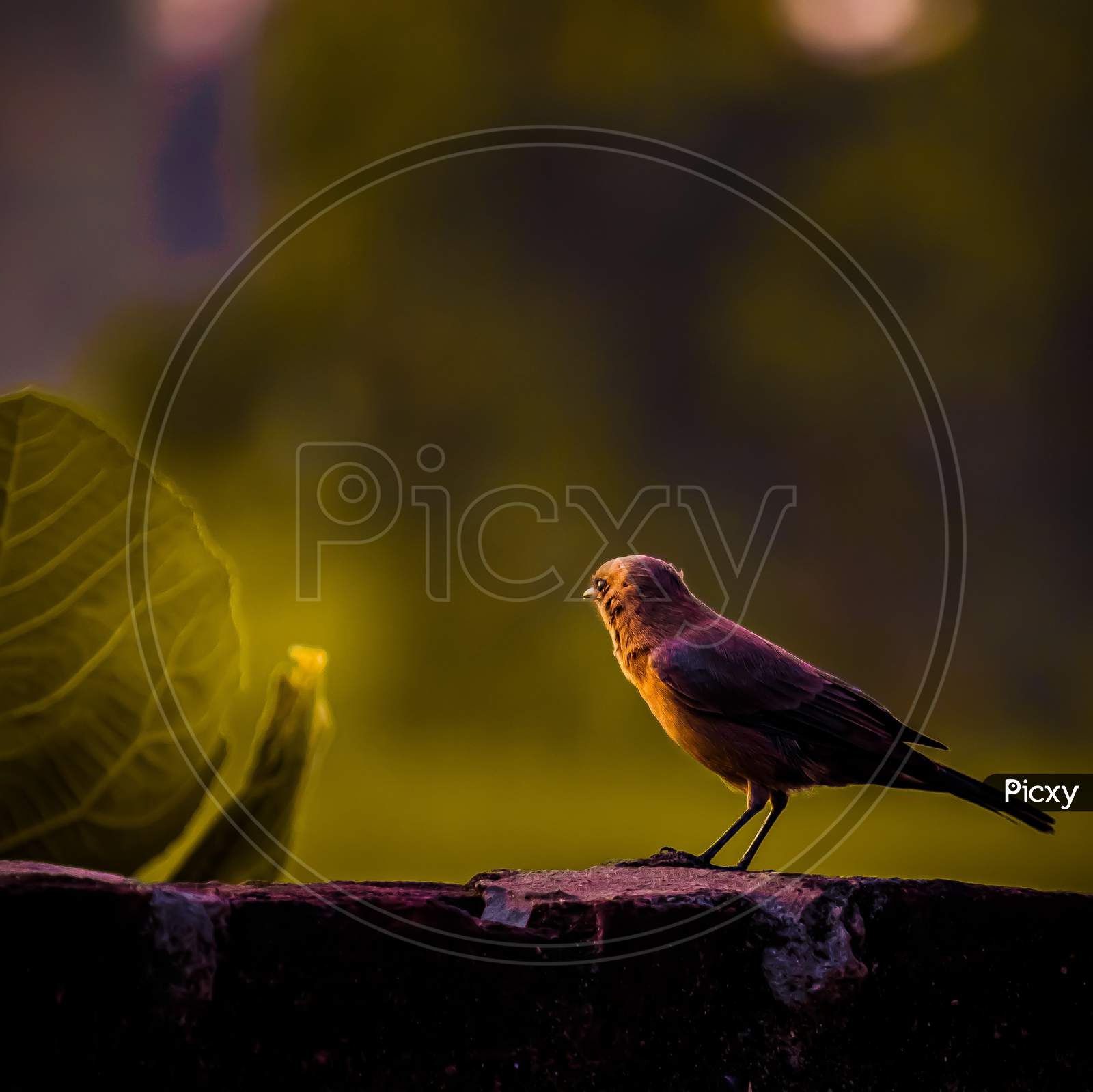 Bird Portrait, Sumit Tyagi