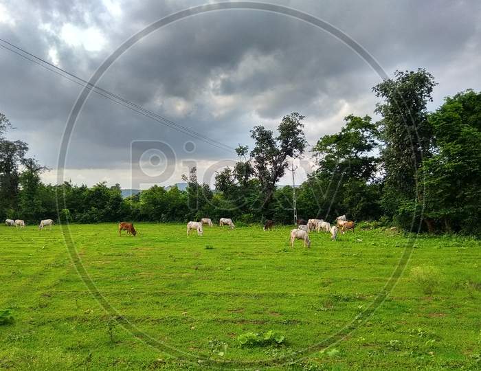 Grass grazing cows