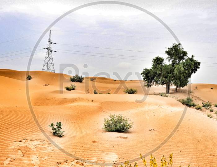 Thar desert with tree and electricity