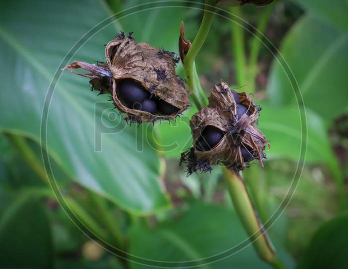 Canna Lily Flower Seed Coat Bud. Canna Paniculata Flower Final Seeds Stage.