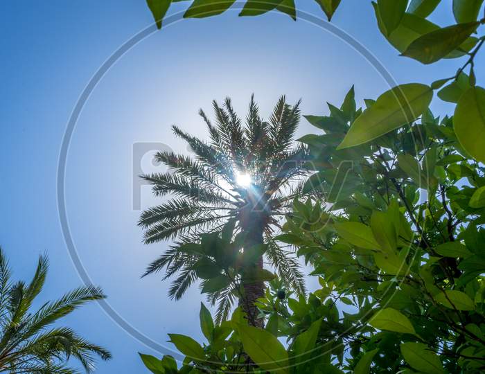 Sunshine Over A Palm Tree In Cordoba, Spain, Europe