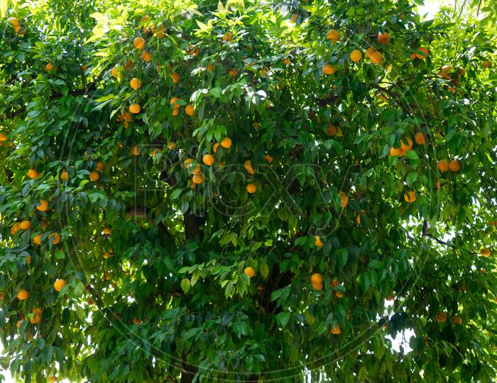 A Tree Full Of Oranges In Alcazar Garden In Cordoba, Spain, Europe