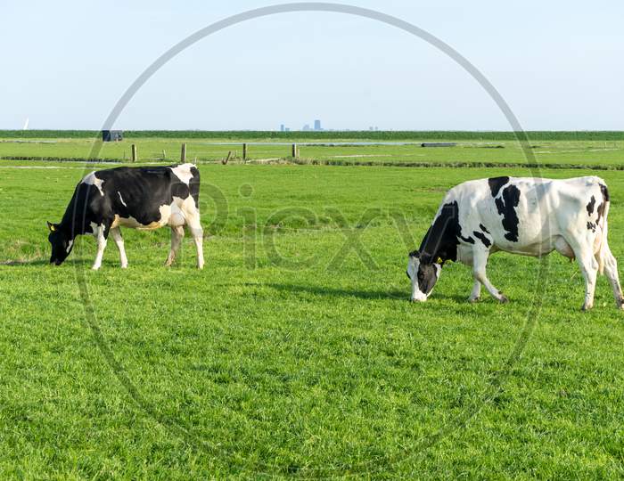 Netherlands,Wetlands,Maarken, A White Cow Standing On Top Of A Lush Green Field