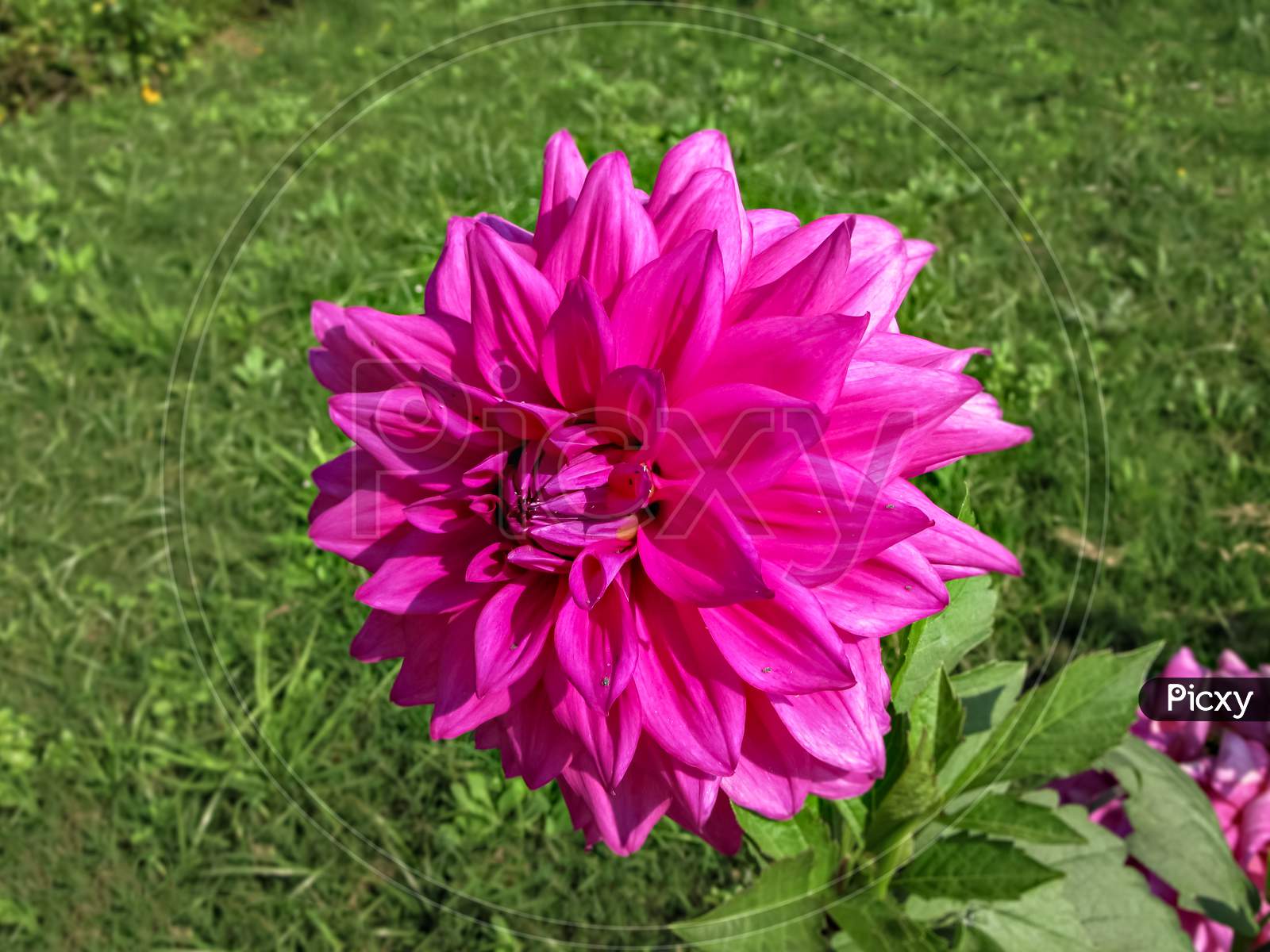 Selective Focus, Blur Background, Close Up Of Bright Pink Dahlia Flower In Park.