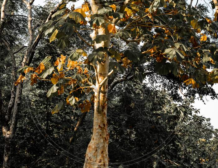 Golden wood tree