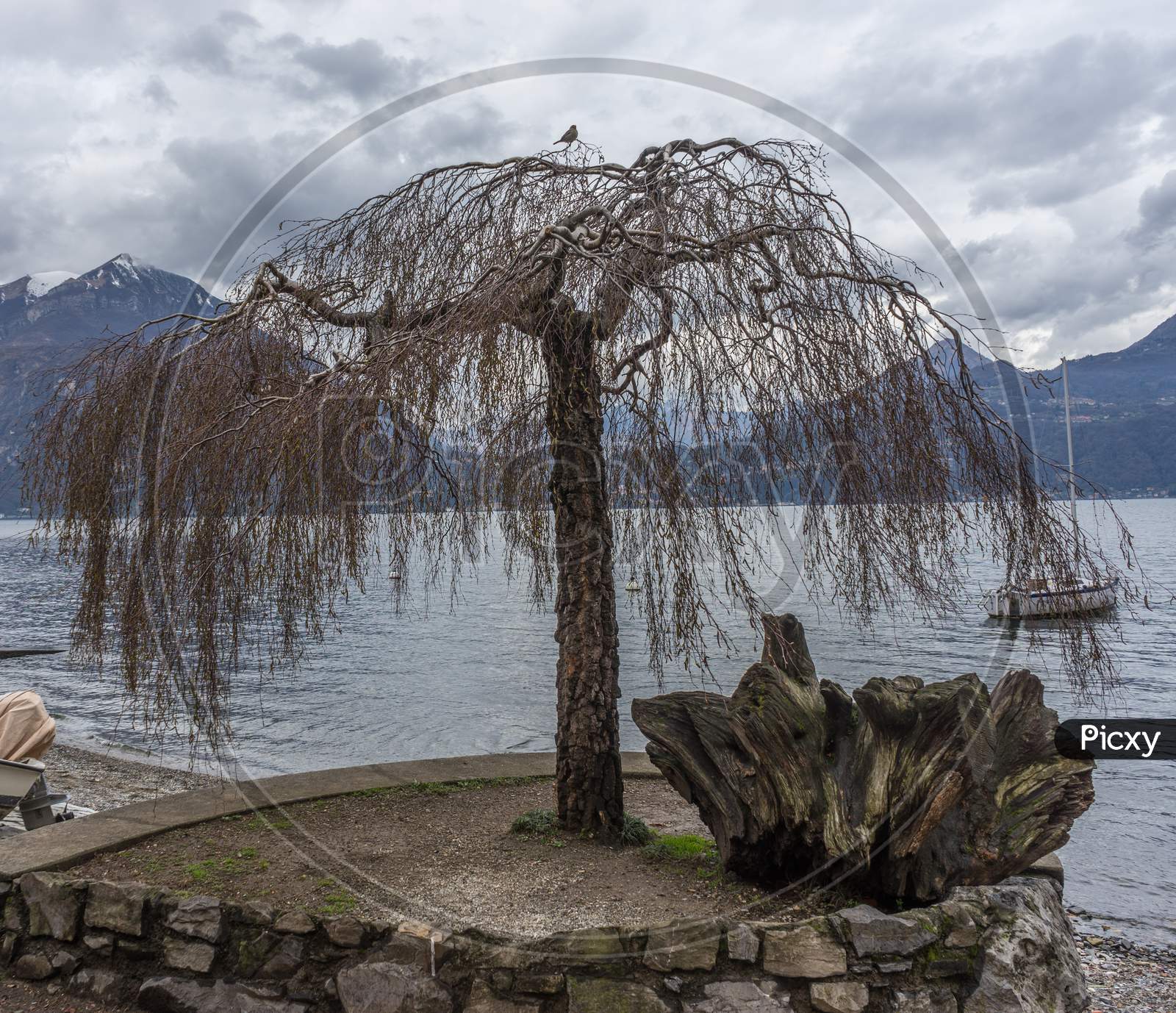 Italy, Varenna, Lake Como, A Dry Tree Along The Lake Como