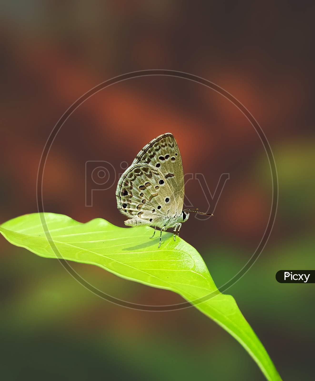 Beautiful butterfly sitting on the leaf.