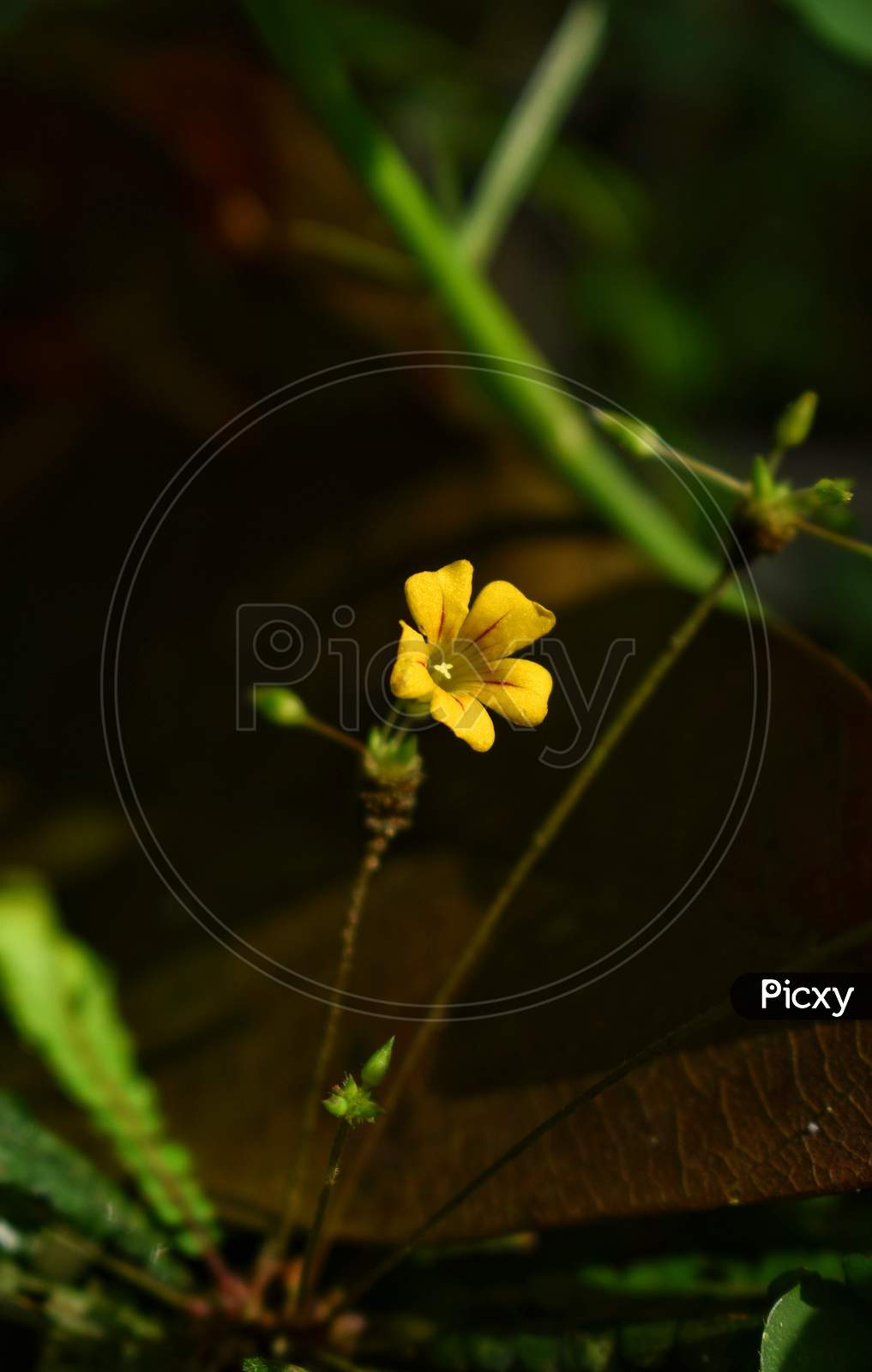 Biophytum sensitivum , Yellow flower