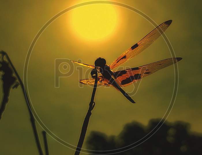 A beautiful dragonfly sitting in front of the sun.