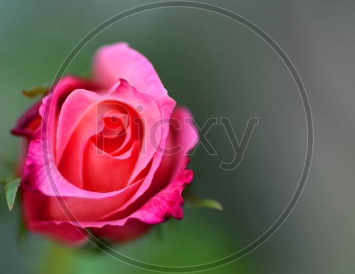 A Flower Portrait Rose Macro Photography