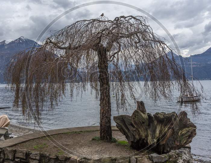 Italy, Varenna, Lake Como, A Dry Tree Along The Lake Como