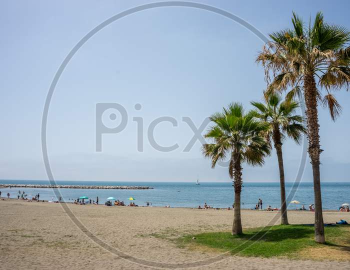 Tall Twin Palm Trees Along The Malagueta Beach With Ocean In The Background In Malaga, Spain, Europe