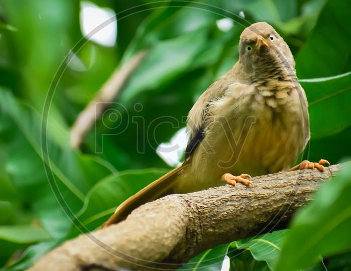Jungle babbler reaction to camera on the branch of tree in blurry background.