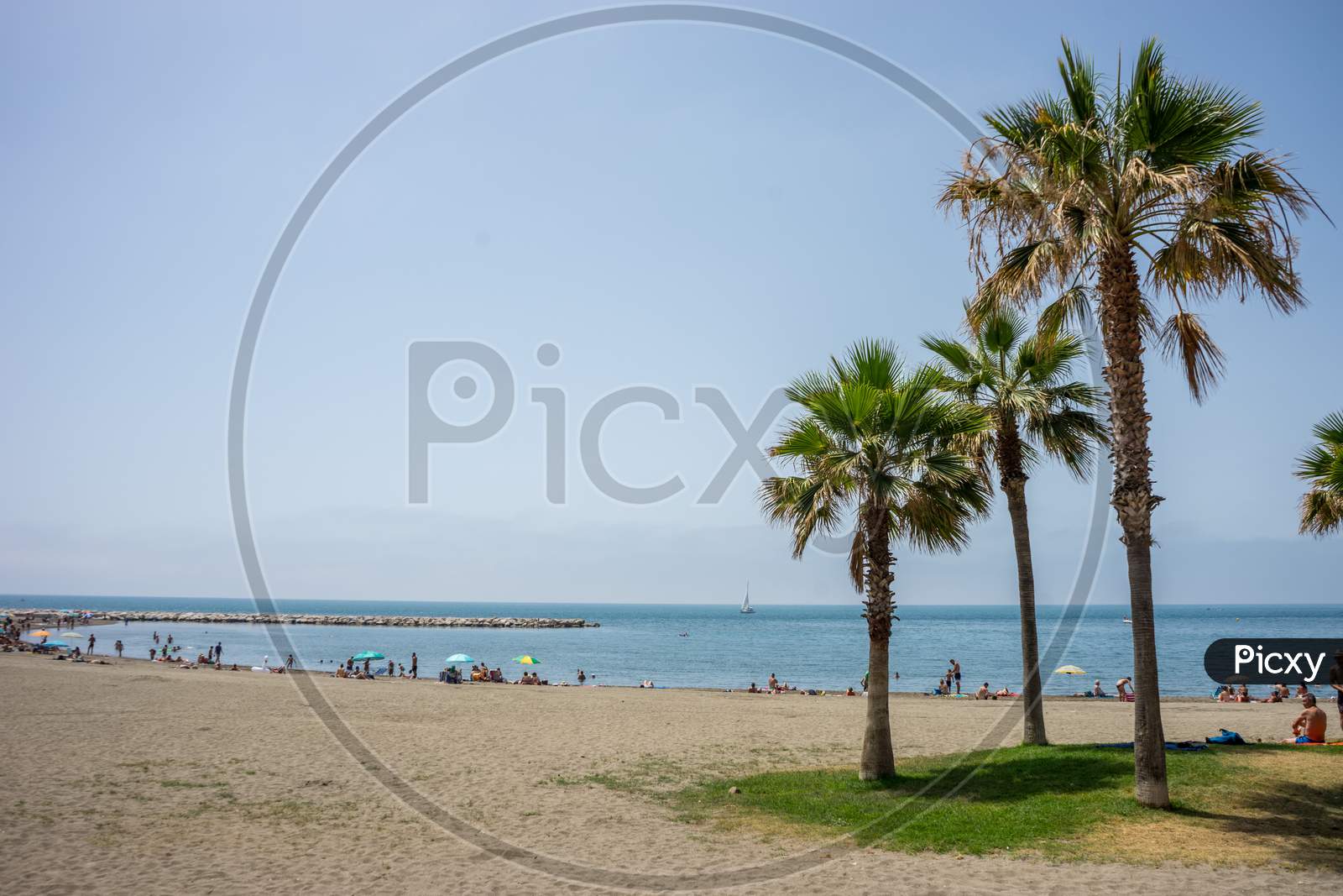 Tall Twin Palm Trees Along The Malagueta Beach With Ocean In The Background In Malaga, Spain, Europe