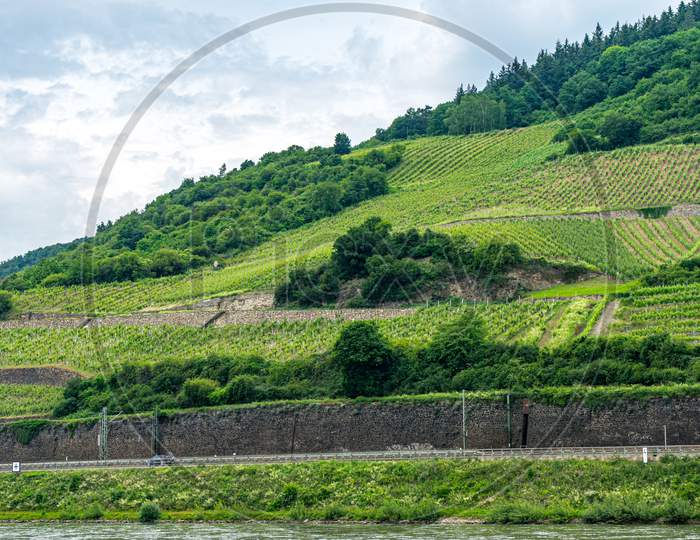 Germany, Rhine Romantic Cruise, A Close Up Of A Lush Green Field