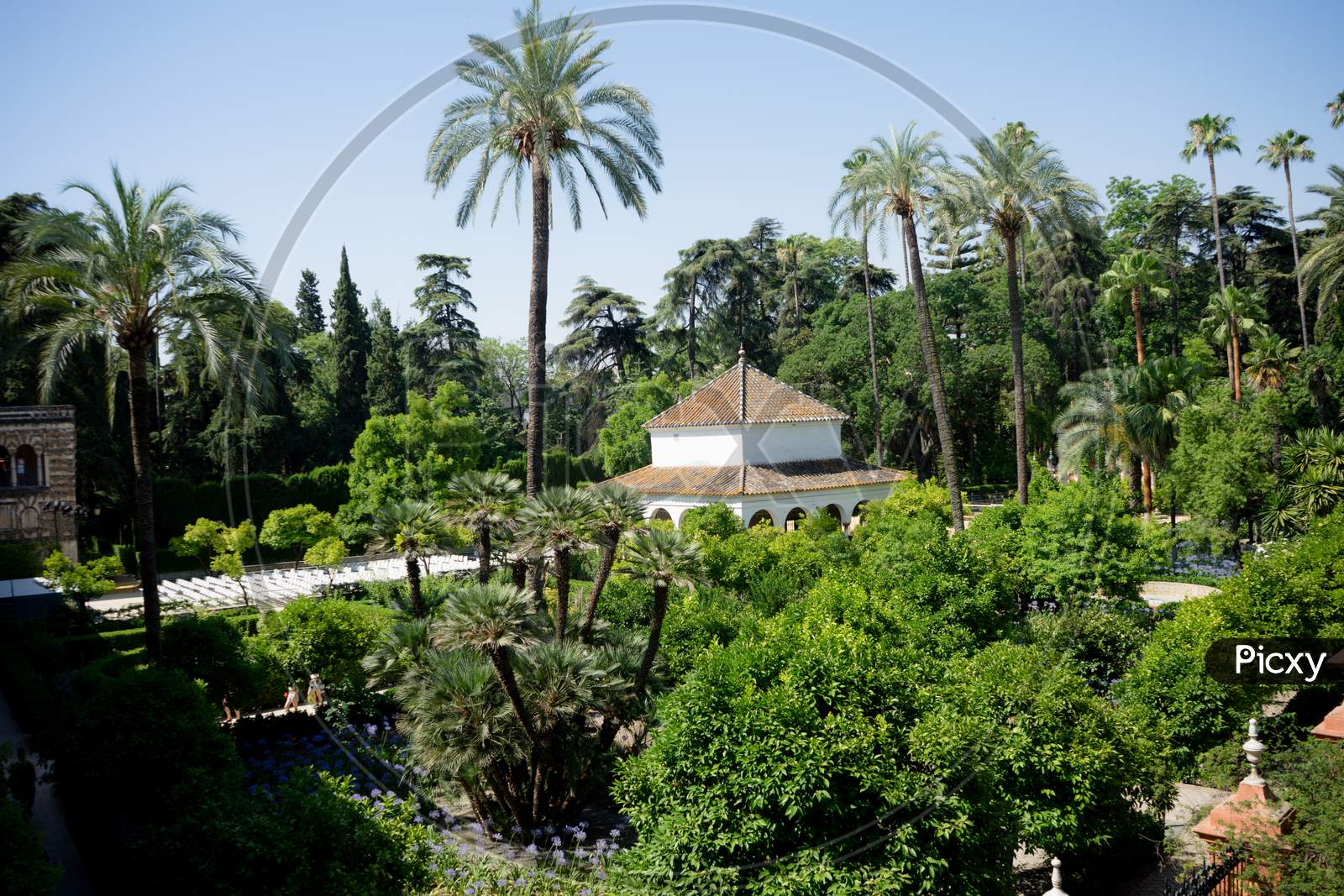 Seville, Spain - June 19: The Palm Tree In The Alcazar Garden, Seville, Spain On June 19, 2017.
