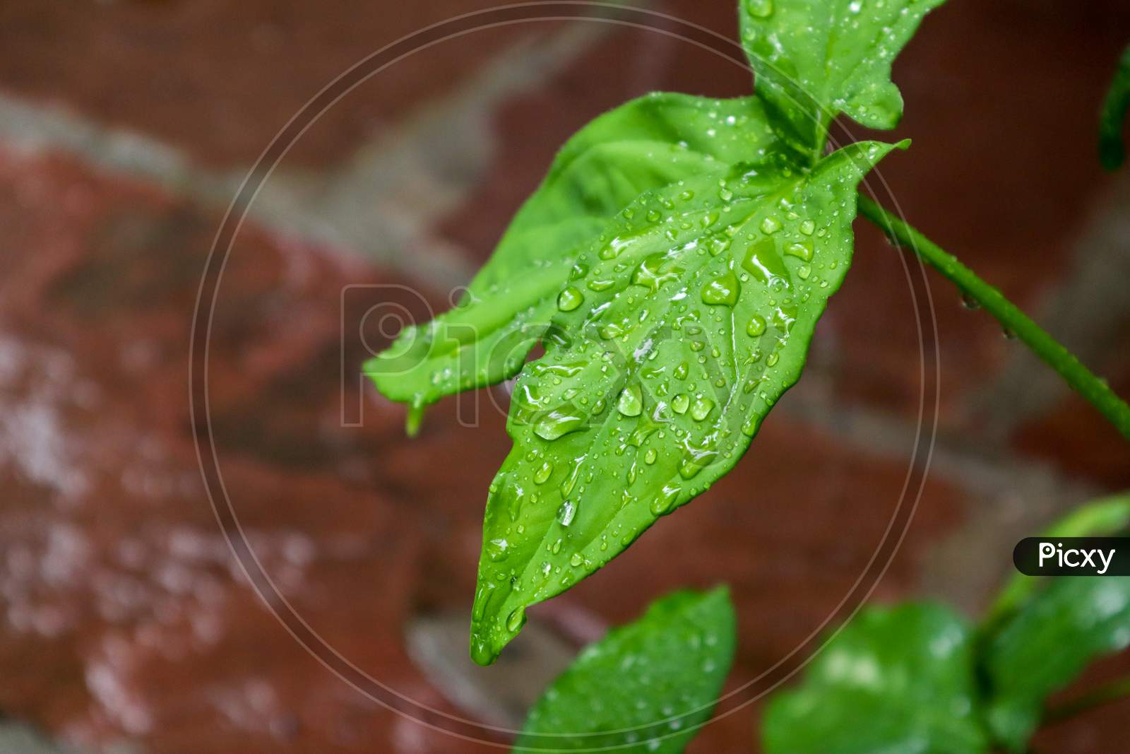 Shinning Rain Water Drops On A Leaf With Blur Background