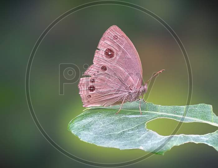 Beautiful butterfly sitting on the leaf.