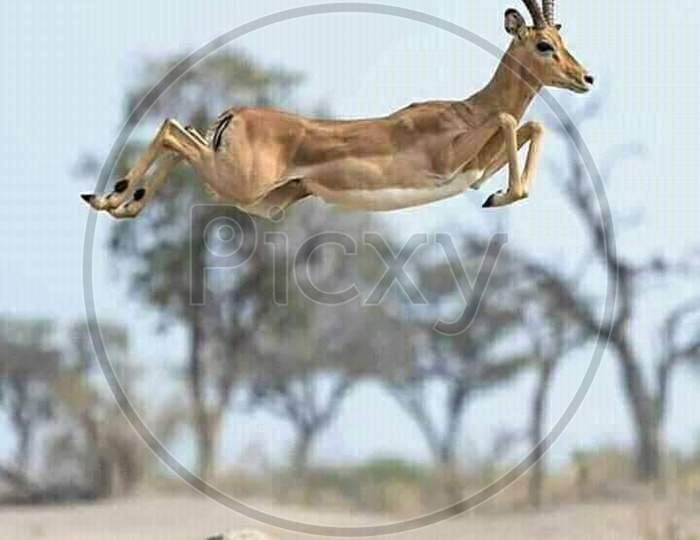 Jumping Deer in desart