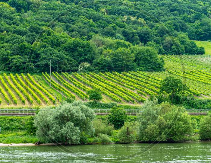 Germany, Rhine Romantic Cruise, A Garden With Water In The Middle Of A Lush Green Field
