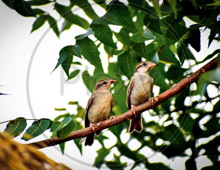 Two sparrows sitting branch looking at something