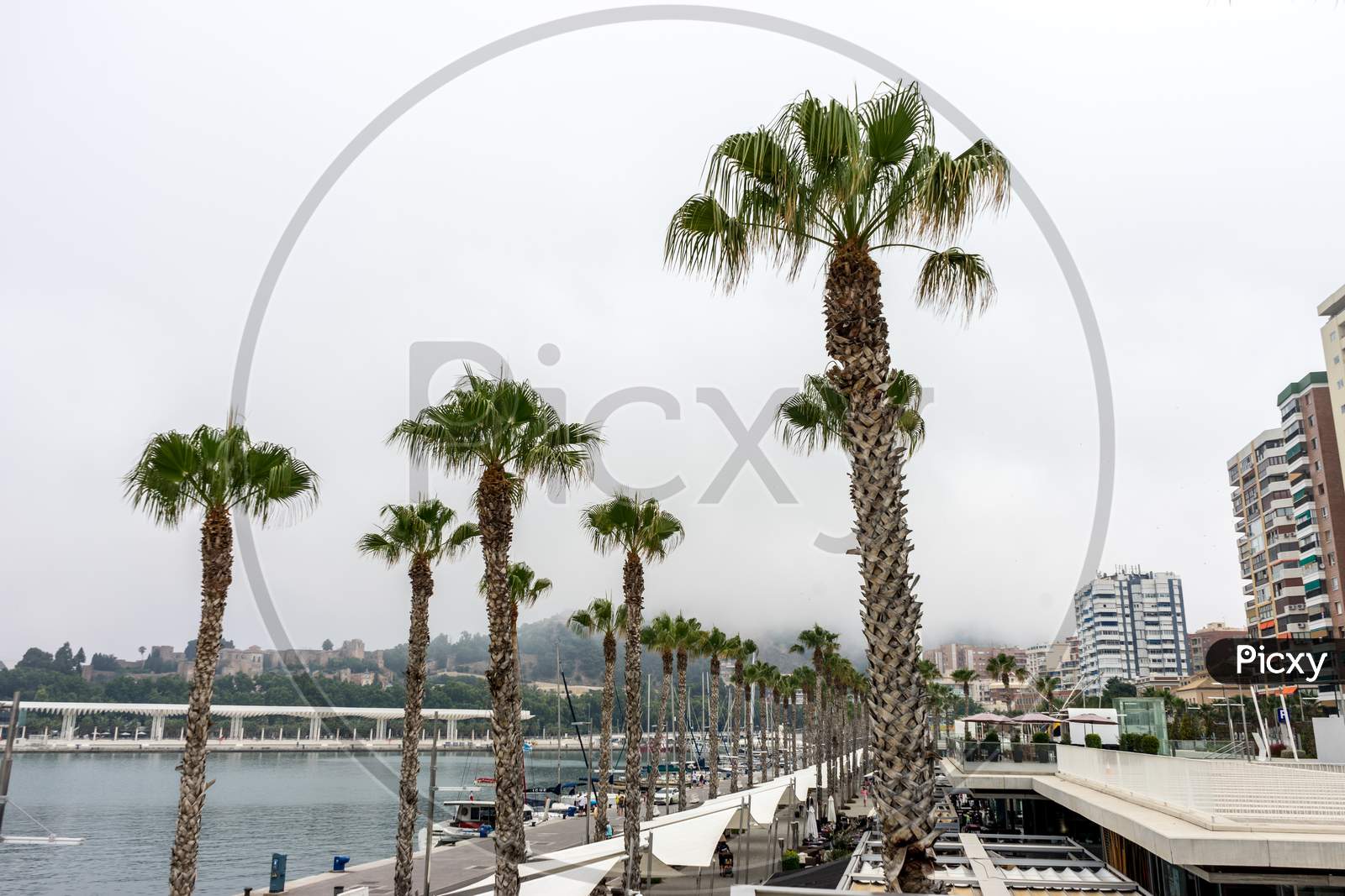 Palm Trees Along The Malagueta Beach In Front A Fog Covered Hill In Malaga, Spain, Europe