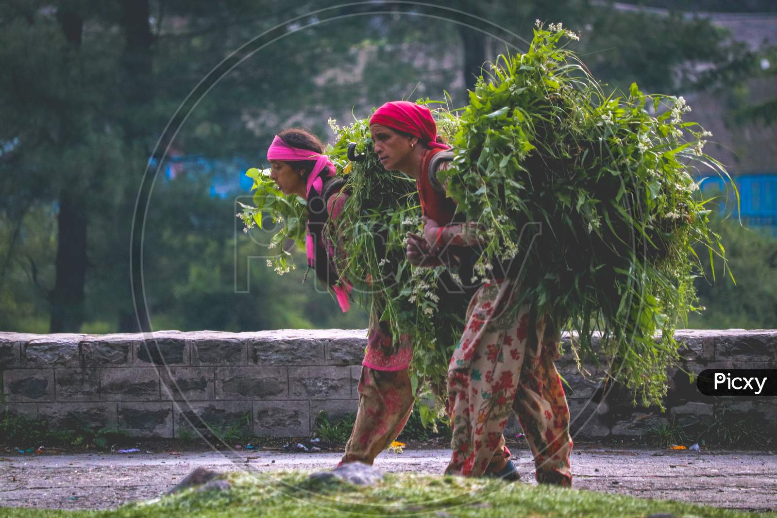 Ladies of Himachal, Ladies carrying fodder