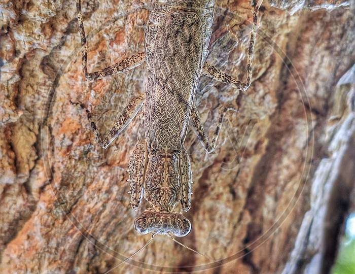 Grass Hopper in tree bark, perfectly camflouged