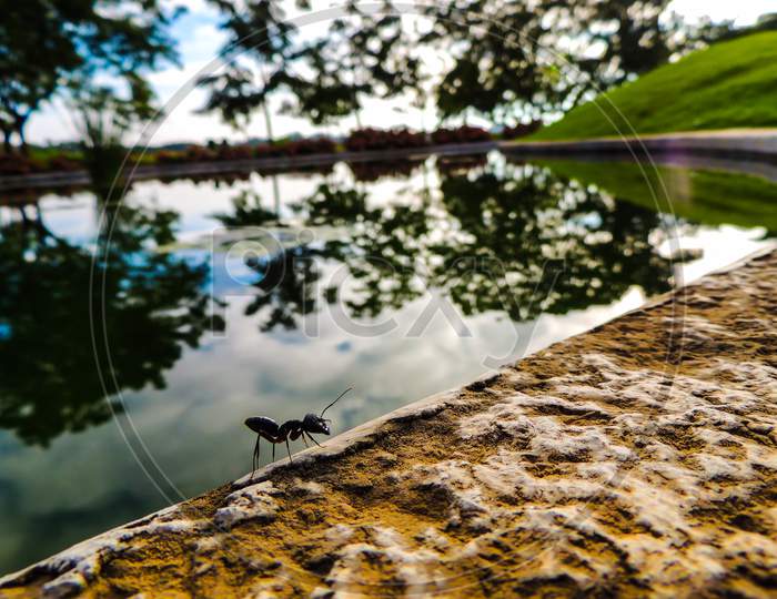 Journey of an Ant - Ant on a lake side