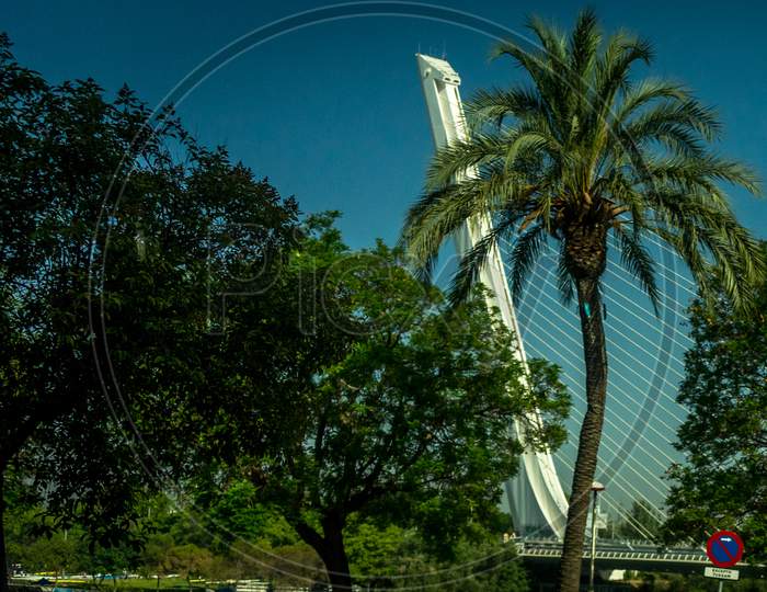 Spain, Seville, Low Angle View Of Palm Trees Against Clear Blue Sky