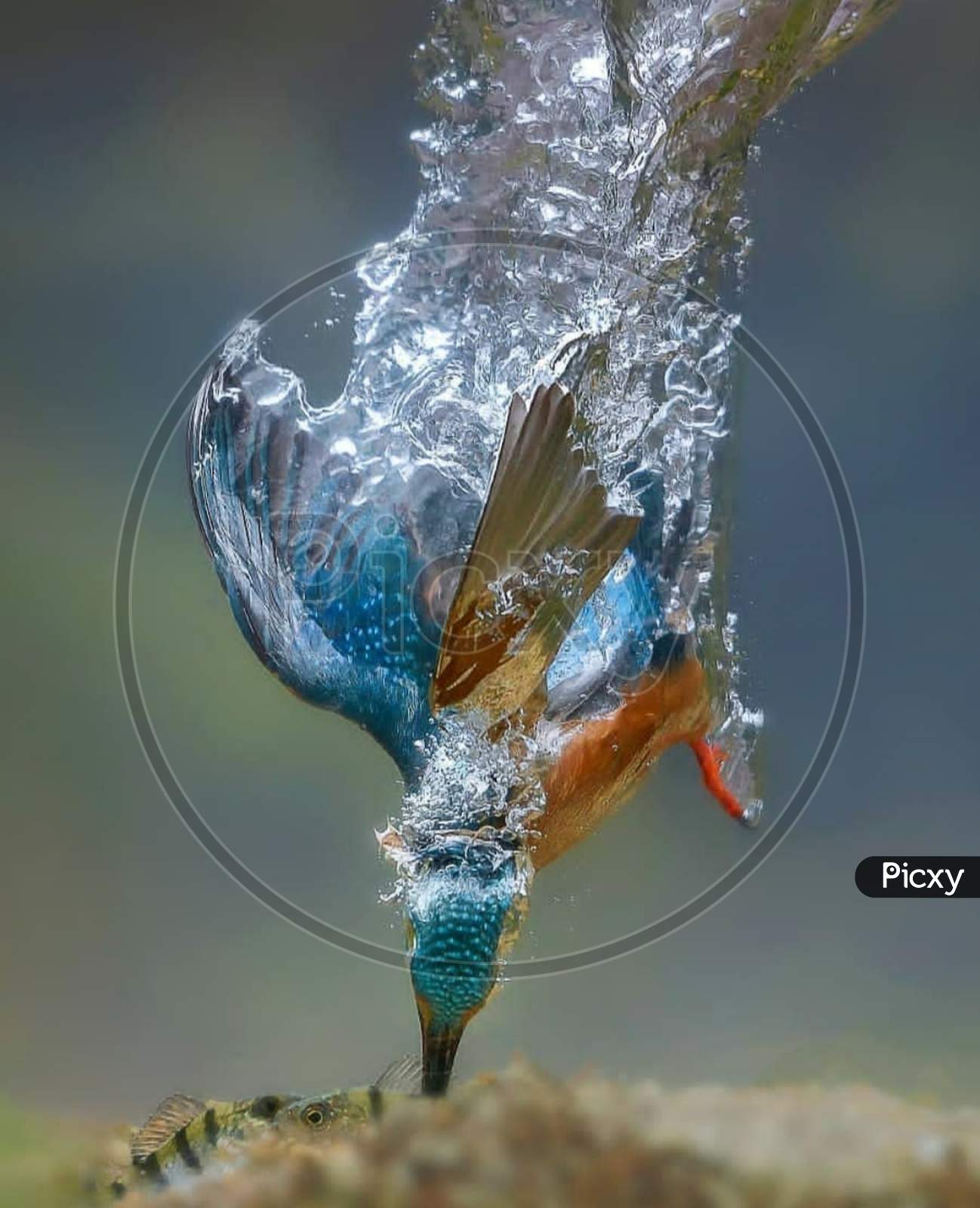 Bird catching a fish in water
