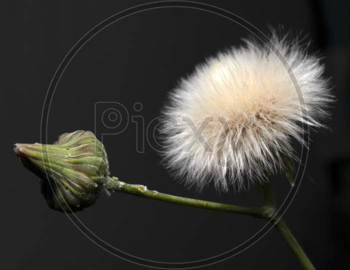 Puff ball flower