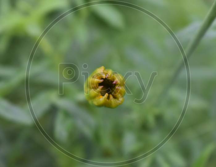 Marigold - Micro Photo