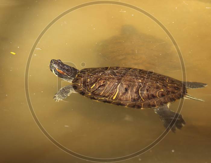 Turtle on water