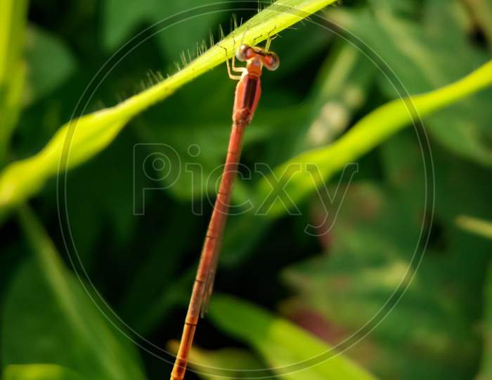 Close up photograph of tiny dragonfly on the green leaf