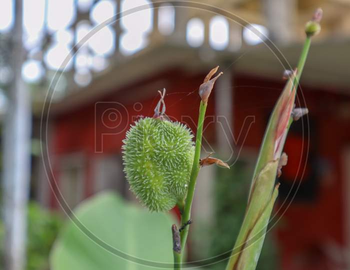 Close Up Of Green Canna Lily Flower Bud. Canna Tuerckheimii Flower Initial Developing Stage With Round Spiky Seed Coat. Selective Focus.