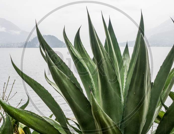 Italy, Varenna, Lake Como, A Close Up Of A Green Plant