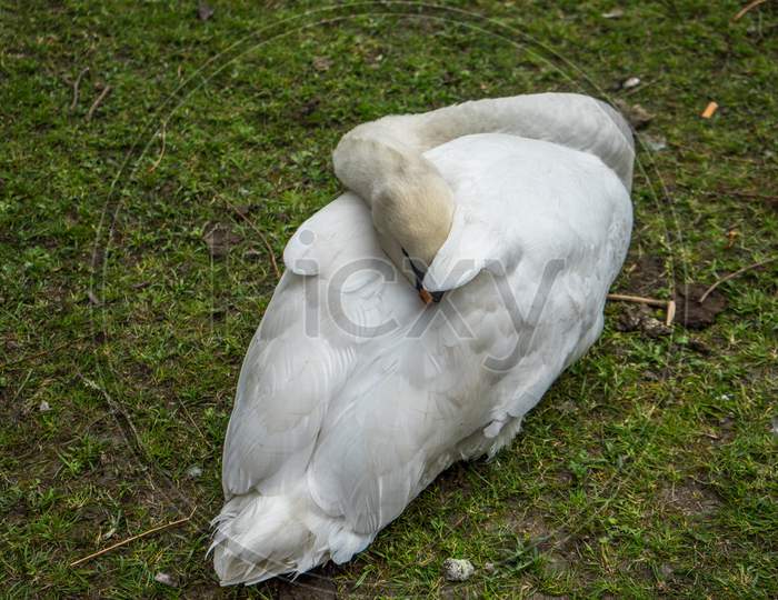 White Swan Resting By A Canal At Brugge, Belgium