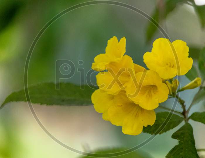 Yellow flowering plant in India