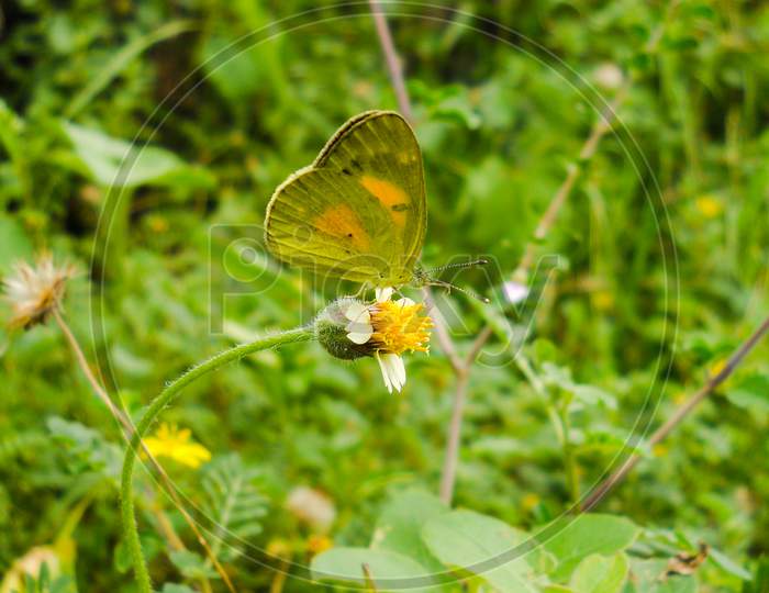 Butterfly On The Flower