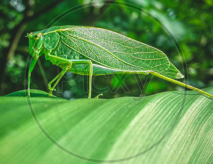 Green bush cricket grasshopper on a large leaf